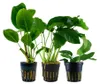 Anubias Set mit 3 Pflanzen Aquariumpflanzen Wasserpflanzen Produktbild-Vorschau 1