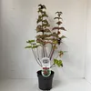 Leycesteria formosa - Karamellbeere | 40-50 cm im Topf Produktbild-Vorschau 1