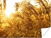 MuchoWow® Poster Pampasgras - Sonne - Gras 160x120 cm - Produktbild-Vorschau 1