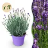 GreenboutiQ - Gartenpflanze - Lavandula angustifolia Produktbild-Vorschau 2