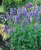 Katzenminze, im Topf - Nepeta nervosa Produktbild-Vorschau 10