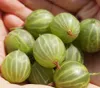Grüne Stachelbeere `Mucurines´ - Stachelbeerenstrauch ca. Produktbild-Vorschau 1