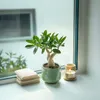 Adenium arabskie - 2 szt - Adenium obesum - Wysokość Podgląd zdjęcia produktu 6