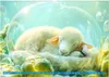 Meditativ und fantasievoll (Wandkalender 2026 DIN A2 quer), Produktbild-Vorschau 8