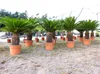 Cycas revoluta 130–150 cm – Japanische Sagopalme Palmfarn Produktbild-Vorschau 2