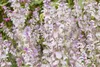 Muskatellersalbei, im Topf - Salvia sclarea Produktbild-Vorschau 2