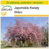 SAFLAX - Zestaw do uprawy - Japońskie Kwiaty Wiśni - 30 Podgląd zdjęcia produktu 10