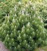 Schlangenhaut-Kiefer ´COMPACT GEM´ 30-40 cm, Cont. 2 l Produktbild-Vorschau 1