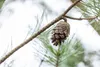 Pinus sylvestris, Waldkiefer, 40–60 cm Produktbild-Vorschau 8