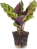 Calathea Lancifolia – Pfauenpflanze – Terrarienpflanze Produktbild-Vorschau 3