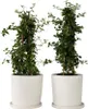 Prusznik płożący - 2 szt - Ceanothus thyrsiflorus Repens - Podgląd zdjęcia produktu 7