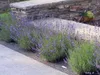 Stauden Gänge 100 x Lavandula angustifolia 'Hidcote Blue' - Produktbild-Vorschau 6