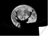 MuchoWow® Poster Hirsch - Mond - Nacht 120x90 cm - Wandbild Produktbild-Vorschau 1