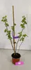 Ribes Glandulosum, jagoda ozdobna, wysokość 40 cm, doniczka Podgląd zdjęcia produktu 3