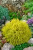 Thuja occidentalis 'Rheingold', Lebensbaum, goldgelb, 50–60 Produktbild-Vorschau 5