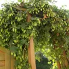 Luppolo - Vaso da 1,5 litri - Pianta di Humulus lupulus Anteprima dell’immagine prodotto 4