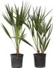 Two potted palm plants are shown against a white background. Podgląd zdjęcia produktu