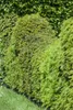 Taxus baccata, Europäische Eibe, immergrün, 40–60 cm Produktbild-Vorschau 7