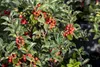 Ilex meserveae 'Heckenstar', ostrokrzew, zimozielony, Podgląd zdjęcia produktu 2