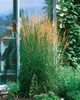 Trawa ozdobna "Karl Foerster" (Calamagrostis x acutiflora), Podgląd zdjęcia produktu 6