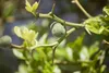 Poncirus trifoliata, Bitterorange, 60–80 cm Produktbild-Vorschau 1