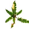 Filodendron "Ring of Fire" - niezwykly przyjaciel drzew - Podgląd zdjęcia produktu 3