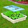 TrendLine Anzuchtschale 38 x 24 x 6 cm creme Produktbild-Vorschau 2