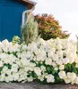 A close-up of a blooming hydrangea bush in front of a blue building. Produktbild-Vorschau