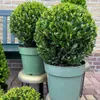 Ilex crenata 'Jenny' - Cesmína koule - Ø25cm - 2 rostliny - Náhled obrázku produktu 4