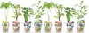 GreenboutiQ - Obstpflanzen - Regenbogen - Rote Produktbild-Vorschau 1