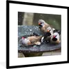 MuchoWow® Gerahmtes Poster Vogeltränke - Wasser - Vogel Produktbild-Vorschau 1