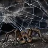 Hračka Schleich Harry Potter - Aragog Anteprima dell’immagine prodotto 16