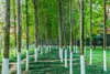 A row of trees with white paint on their lower trunks, set in a park or garden. Náhled obrázku produktu