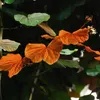 Goldblatt-Bauhinia (Phanera aureifolia) - 3 zaden Productafbeelding-voorbeeld 1