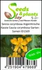 10x Senna corymbosa Argentinische Kassie Cassia corymbosa Produktbild-Vorschau 3