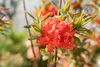 Rhododendron luteum 'Royal Command', gelb, 40–50 cm Produktbild-Vorschau 9