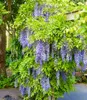 A wisteria plant with cascading purple flowers and green leaves, growing on a structure. Produktbild-Vorschau