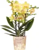 Žlutá orchidej Phalaenopsis 'Albenga', prumer 9cm, pokojová Náhled obrázku produktu 1