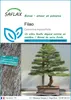 SAFLAX  - Filao - 200 graines - Casuarina Voir les images du produit 1
