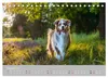 Australian Shepherd 2027 (Tischkalender 2027 DIN A5 quer), Produktbild-Vorschau 11