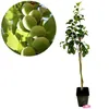 A young plum tree in a pot, with a close-up of unripe plums on a branch. Produktbild-Vorschau
