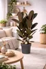 Gumovník Ficus elastica Abidjan cca 100 cm, 3 rastliny v Náhľad obrázku produktu 3