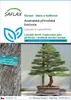 SAFLAX - Australská přímořská borovice - Casuarina Náhled obrázku produktu 1