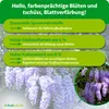 Purgrün Blauregen-Dünger 1 Liter, Produktbild-Vorschau 3