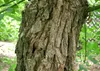 SAFLAX - Karaibski Krzew Koralowy - 6 Nasiona - Erythrina Podgląd zdjęcia produktu 5