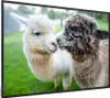 MuchoWow® MuchoWow® Gerahmtes Poster Alpakas - Tiere - Produktbild-Vorschau 7