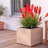 Stauden Gänge 1 x Kniphofia 'Redhot Popsicle' - Rote Produktbild-Vorschau 9
