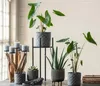 Dehner Pfeilblatt, Alocasia zebrina, gestreifte Stängel, Produktbild-Vorschau 3