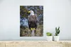 MuchoWow® Poster Ein Weißkopfseeadler auf einer Stange Produktbild-Vorschau 5