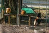 80m Sechseckgeflecht Hühnerzaun Kaninchendraht Hasengitter Produktbild-Vorschau 6